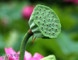 蓮蓬多少錢一斤？蓮蓬多少錢一個？