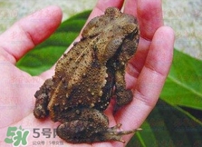 癩蛤蟆有毒嗎？捉了癩蛤蟆手會(huì)有毒嗎？