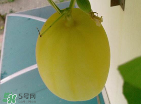 黃金瓜什么時候成熟？黃金瓜什么時候吃？