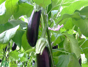 茄子怎么挑選？如何挑選茄子？