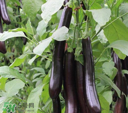茄子皮敷臉可以祛斑嗎？茄子皮祛斑正確方法