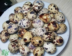 鵪鶉蛋和雞蛋哪個營養(yǎng)價值高？鵪鶉蛋怎么選購？
