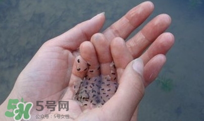蟾蜍是不是癩蛤?。矿蛤芎颓嗤艿膮^(qū)別