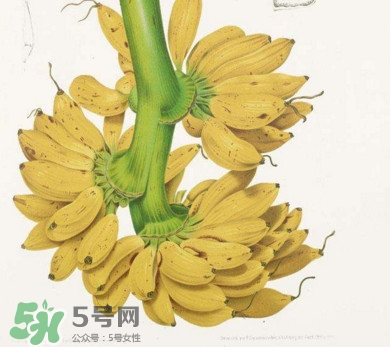 芭蕉不能和什么一起吃？芭蕉什么人不能吃