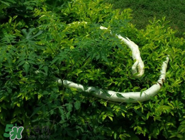 蛇瓜什么時(shí)候種？蛇瓜的種植方法