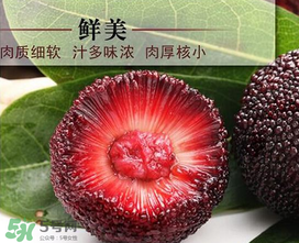 荸薺楊梅和東魁楊梅哪個(gè)好吃？荸薺楊梅跟東魁楊梅有什么區(qū)別？