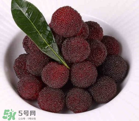 荸薺楊梅和東魁楊梅哪個(gè)好吃？荸薺楊梅跟東魁楊梅有什么區(qū)別？