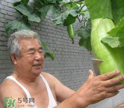 砍瓜種子哪里有賣的？砍瓜多少錢一斤？
