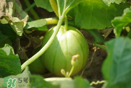 菜瓜多少錢一斤？菜瓜怎么挑？