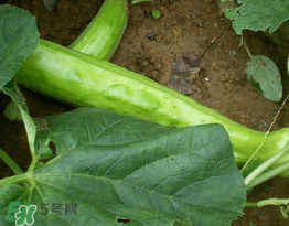 菜瓜多少錢一斤？菜瓜怎么挑？