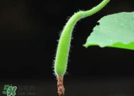 苦瓠子有毒嗎？苦瓠子中毒怎么辦？