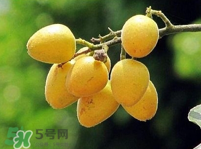 黃皮果怎么吃？黃皮果有什么功效