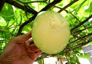 砍瓜種子哪里有賣的？砍瓜多少錢一斤？