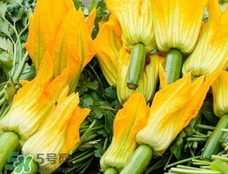 南瓜花花蕊能吃嗎？南瓜花是雌雄同株嗎