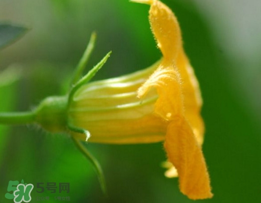 南瓜花可以吃嗎？南瓜花怎么吃
