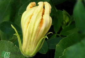 南瓜花怎么洗？南瓜花怎么處理