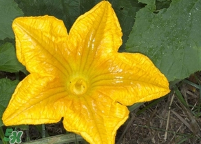 南瓜花怎么洗？南瓜花怎么處理