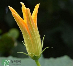 南瓜花花蕊能吃嗎？南瓜花是雌雄同株嗎