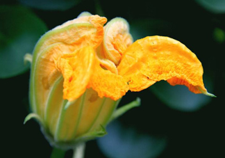 南瓜花怎么洗？南瓜花怎么處理