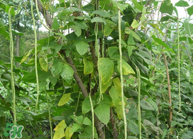 7月份可以種豆角嗎？豆角幾月份種？