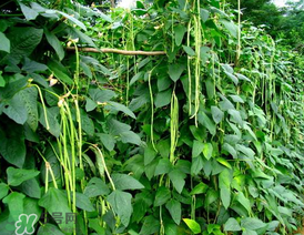7月份可以種豆角嗎？豆角幾月份種？