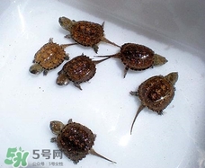 鱷龜最大能長多大？鱷龜是水龜還是陸龜