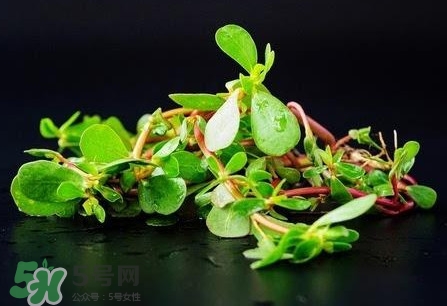 螞蚱菜孕婦可以吃嗎？螞蚱菜的功效與作用