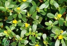 螞蚱菜是馬齒莧嗎？螞蚱菜是什么樣子的