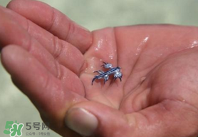 海蛞蝓可以當(dāng)寵物養(yǎng)嗎？ 海蛞蝓多少錢一只？