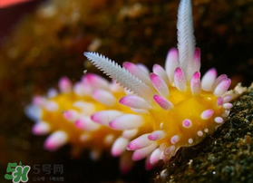 海蛞蝓可以當(dāng)寵物養(yǎng)嗎？ 海蛞蝓多少錢一只？