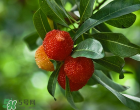 七月份還有楊梅嗎？7月份楊梅哪里有？