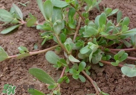 螞蚱菜怎么吃？螞蚱菜怎么做好吃