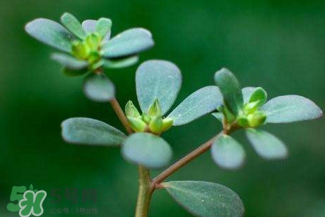 螞蚱菜和鵝蛋能在一起吃嗎？鵝蛋可以和螞蚱菜一起吃嗎