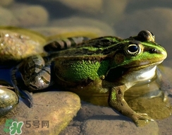吃青蛙犯法嗎？買賣青蛙怎么處罰