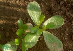 螞蚱菜洗好后怎么保存？剛采的螞蚱菜能存放幾天