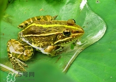 吃青蛙犯法嗎？買賣青蛙怎么處罰