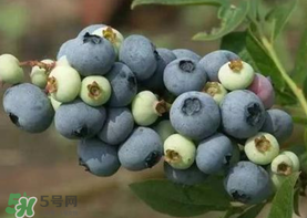 藍(lán)莓什么品種好？盆栽藍(lán)莓什么品種好？