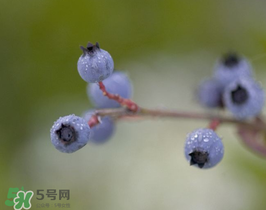 野生藍(lán)莓多少錢一斤？野生藍(lán)莓多少錢一箱？