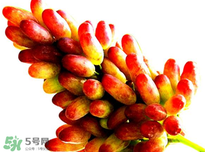 美人指葡萄多少錢一斤？美人指葡萄是轉(zhuǎn)基因嗎？