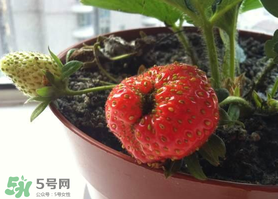 七月份有草莓嗎？7月份有草莓嗎？