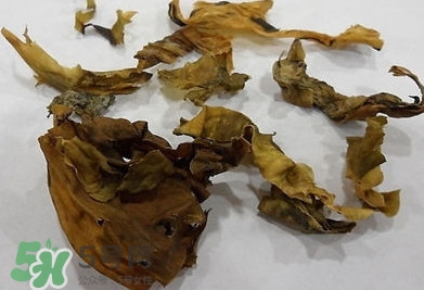 昆布是什么？昆布是海帶嗎