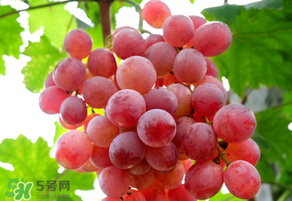 紅提變軟了還能吃嗎？紅提變軟是不是壞了？