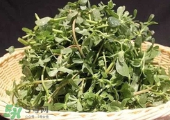 馬蜂菜孕婦可以吃嗎？孕婦能吃馬蜂菜嗎