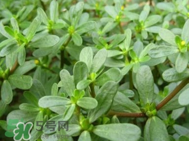 馬蜂菜跟什么相克？什么人不能吃馬蜂菜？