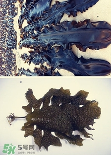 昆布是什么？昆布是海帶嗎