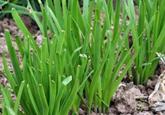 6月份能種韭菜嗎？ 6月份能種韭菜種子嗎？