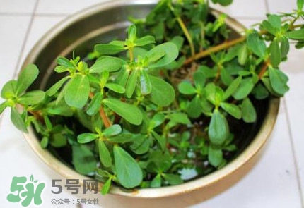 馬蜂菜怎么吃？馬蜂菜怎么做好吃