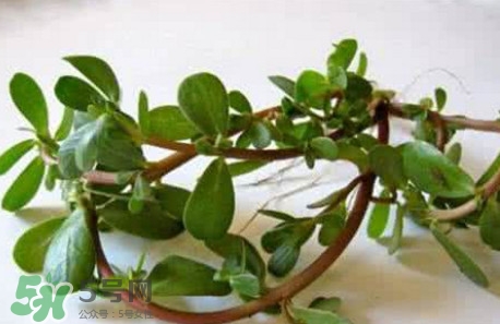 馬蜂菜跟什么相克？什么人不能吃馬蜂菜？
