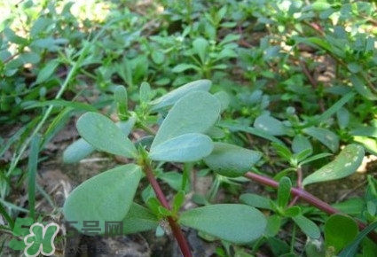 馬蜂菜有毒嗎？馬蜂菜有什么好處