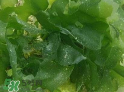 昆布是什么？昆布是海帶嗎